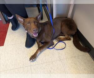 Australian Kelpie-Border Collie Mix Dogs for adoption in Plano, TX, USA
