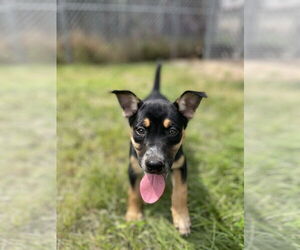 Australian Shepherd-Unknown Mix Dogs for adoption in Pottstown, PA, USA