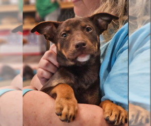 Mutt Dogs for adoption in Cranston, RI, USA