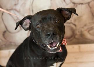 American Bulldog-Labrador Retriever Mix Dogs for adoption in Rockwall, TX, USA