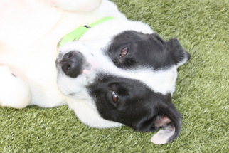 Borador Dogs for adoption in Salem, MA, USA