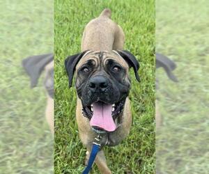 Mastiff Dogs for adoption in Fort Lauderdale, FL, USA