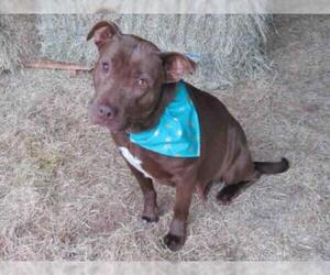 Medium Photo #1 American Pit Bull Terrier-Unknown Mix Puppy For Sale in Oklahoma City, OK, USA