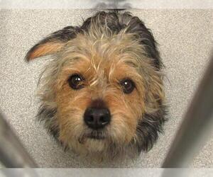 Petit Basset Griffon Vendeen-Unknown Mix Dogs for adoption in Orange, CA, USA