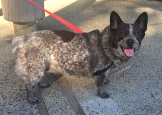 Pembroke Welsh Corgi-Unknown Mix Dogs for adoption in Santa Rosa, CA, USA