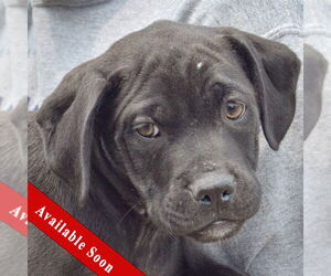 American Staffordshire Terrier-Boxer Mix Dogs for adoption in Huntley, IL, USA