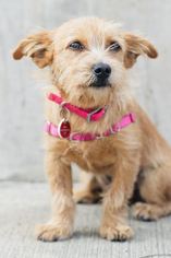 Border Terrier Dogs for adoption in West Hollywood, CA, USA