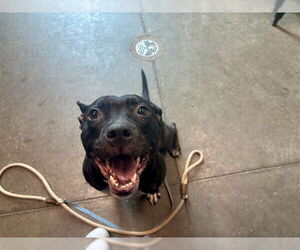 Labrador Retriever-Unknown Mix Dogs for adoption in Tavares, FL, USA