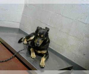 German Shorthaired Pointer Dogs for adoption in Atlanta, GA, USA