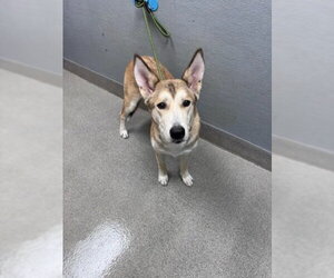 Siberian Husky-Unknown Mix Dogs for adoption in Las Vegas, NV, USA