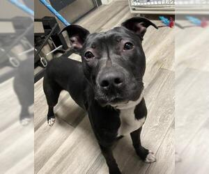 American Pit Bull Terrier-Unknown Mix Dogs for adoption in Redlands, CA, USA