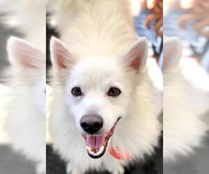 American Eskimo Dog Dogs for adoption in San Diego, CA, USA