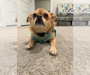 Chug Dogs for adoption in Salt Lake City, UT, USA