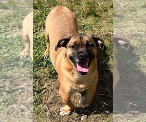 Basset Hound-Boxer Mix Dogs for adoption in Johnson City, TN, USA