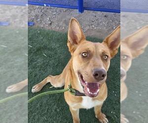 German Shepherd Dog-Unknown Mix Dogs for adoption in HESPERIA, CA, USA