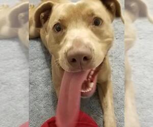 American Pit Bull Terrier-Unknown Mix Dogs for adoption in Point Pleasant, PA, USA