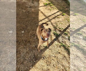 American Pit Bull Terrier Dogs for adoption in Evansville, IN, USA