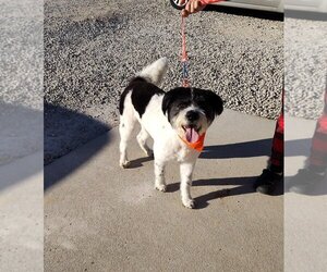 Shih Tzu-Unknown Mix Dogs for adoption in Linton, IN, USA
