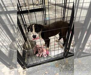 American Pit Bull Terrier Dogs for adoption in Bakersfield, CA, USA