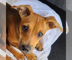 Chihuahua-Unknown Mix Dogs for adoption in San Antonio, TX, USA