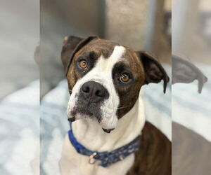 Mutt Dogs for adoption in Martinsburg, WV, USA