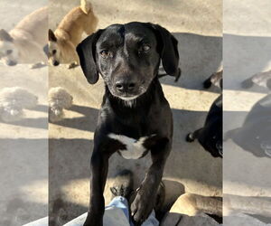 Chi-Corgi Dogs for adoption in Chico, CA, USA