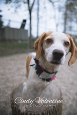 Beagle Dogs for adoption in Holland, MI, USA
