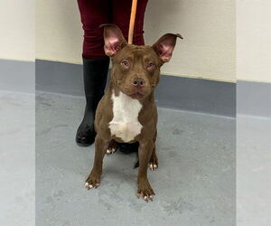 Mutt Dogs for adoption in Louisville, KY, USA