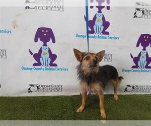 Norfolk Terrier-Unknown Mix Dogs for adoption in Orlando, FL, USA
