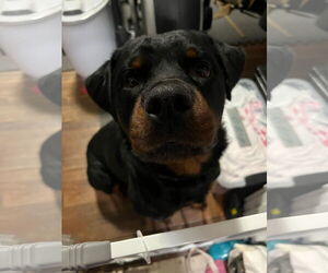 Rottweiler Dogs for adoption in Hillsboro, NH, USA