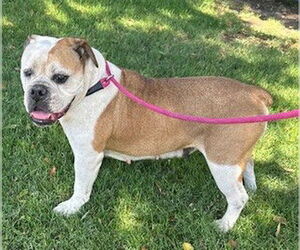 Bulldog Dogs for adoption in Lodi, CA, USA