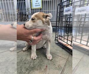 Huskies -Unknown Mix Dogs for adoption in San Antonio, TX, USA