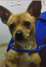 Chihuahua-Unknown Mix Dogs for adoption in Bronx, NY, USA