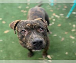Staffordshire Bull Terrier-Unknown Mix Dogs for adoption in Texas City, TX, USA