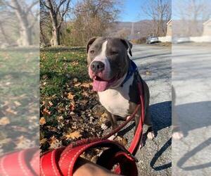 American Staffordshire Terrier Dogs for adoption in Whitestone, NY, USA