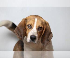 Beagle Dogs for adoption in Eden Prairie, MN, USA