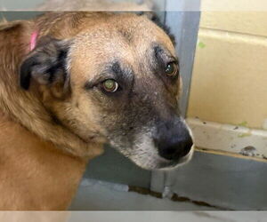 German Shepherd Dog-Unknown Mix Dogs for adoption in Tulsa, OK, USA