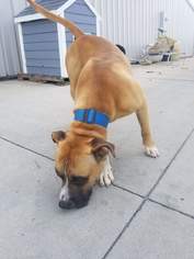 Medium Photo #1 Boxer-Mastiff Mix Puppy For Sale in Crystal, MN, USA