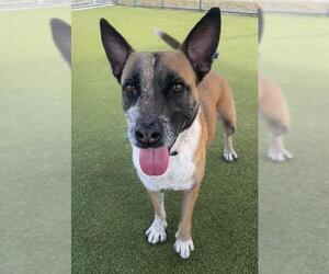Catahoula Leopard Dog-Unknown Mix Dogs for adoption in Naples, FL, USA