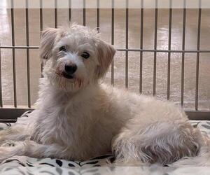 Maltese-Unknown Mix Dogs for adoption in Santa Cruz, CA, USA