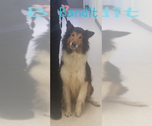 Collie Dogs for adoption in Harrisville, WV, USA