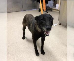Mutt Dogs for adoption in Riverside, CA, USA