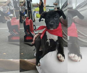 American Pit Bull Terrier-Labrador Retriever Mix Dogs for adoption in Sanford, FL, USA