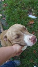American Pit Bull Terrier Dogs for adoption in Lewistown, PA, USA