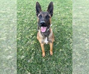 German Shepherd Dog-Unknown Mix Dogs for adoption in Riverside, CA, USA