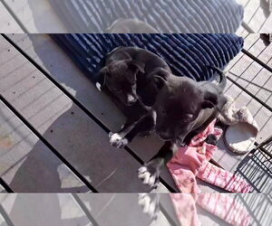 Chihuahua-Unknown Mix Dogs for adoption in Grafton, WI, USA
