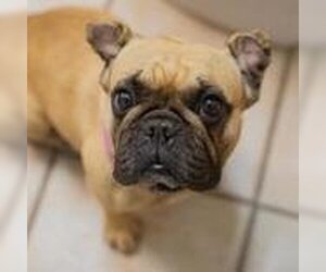 French Bulldog Dogs for adoption in Waco, TX, USA