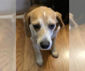 Beagle Dogs for adoption in Herndon, VA, USA