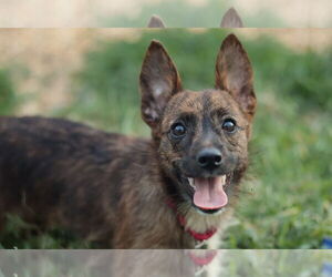 Mutt Dogs for adoption in Philadelphia, PA, USA