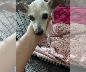 Jack Russell Terrier Dogs for adoption in St. Augustine, FL, USA